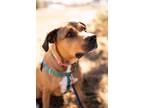 Ripley Mixed Breed (Large) Young Female