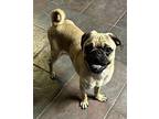 Tar Pug Young Male