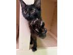 Benny Red Domestic Shorthair Kitten Male