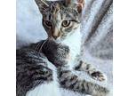 Zoolander (Zo) Domestic Shorthair Kitten Female