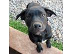 Reba Weimaraner Puppy Female
