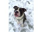 Sergeant Stubby English Bulldog Adult Male