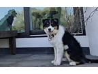 Kelly (H) Australian Shepherd Puppy Male