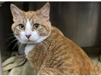 72373a Jeffery-Pounce Cat Cafe Domestic Shorthair Adult Male