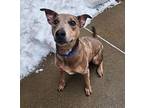 Leslie Catahoula Leopard Dog Young Male