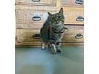 Angel 7 Munchkin Adult Female