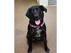Daisey Labrador Retriever Young Female