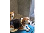 Shiloh Beagle Senior Male