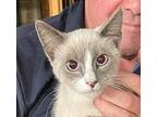 George Snowshoe Male