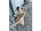 Macaroni Shar Pei Adult Female