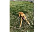 Ares Mixed Breed (Medium) Young Male