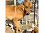 Thor German Shepherd Dog Young Male