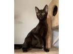 STITCH Bombay Kitten Female