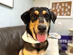 Abbie Faith Russell Basset Hound Adult Female