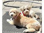 Barley /Harper Schnoodle Adult Female