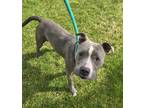 Bella American Pit Bull Terrier Adult Female