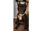 Adopt Lola a Pit Bull Terrier, Mixed Breed