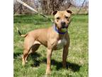 Adopt Birdie a American Staffordshire Terrier