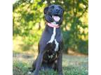 Adopt Rosalina a Mixed Breed