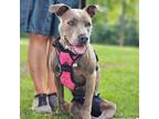 Adopt RipRomp a Pit Bull Terrier