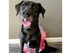 Adopt Taffy a Labrador Retriever