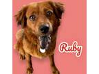 Adopt Ruby a Nova Scotia Duck Tolling Retriever, Chow Chow