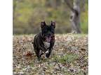 Adopt Puppy a Staffordshire Bull Terrier