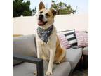 Adopt Dorian a Akita