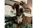 Adopt Cadbury a Pit Bull Terrier, Chocolate Labrador Retriever