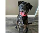 Adopt Twix a Labrador Retriever