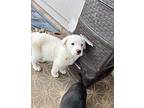 Sven Great Pyrenees Puppy Male