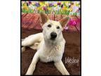 Wesley German Shepherd Dog Adult Male