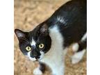 Bobby Jones TJ C2024 in MS Domestic Shorthair Kitten Male