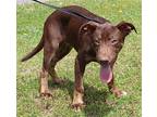 Buck 39378 Doberman Pinscher Puppy Male