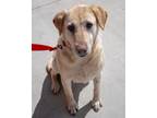 Dixie Labrador Retriever Adult Female