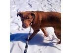 Zale Doberman Pinscher Puppy Female