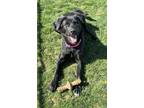 Lady Mae Labrador Retriever Young Female