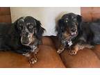 Keifer & Jones Dachshund Adult Male