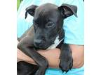 Matt 39469 Labrador Retriever Puppy Male