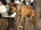 Mia *Courtesy Cupid* Black Mouth Cur Adult Female