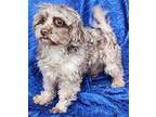 Audie Merle Maltese Adult Female