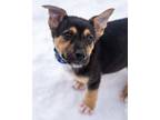 Manny German Shepherd Dog Puppy Male