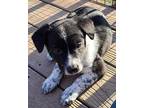 Zara Australian Shepherd Puppy Female
