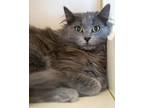 Lovey Domestic Mediumhair Kitten Male
