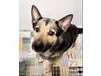 January German Shepherd Dog Young Female