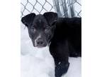 Thora Hound (Unknown Type) Puppy Female