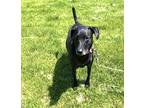 Pippa *Courtesy Cupid* Labrador Retriever Adult Female