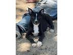 Genevieve Labrador Retriever Puppy Female