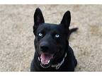 Luna Husky Adult Female