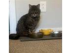 Trent Domestic Shorthair Senior Male